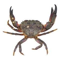 Crab