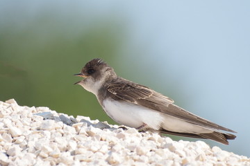 Sand Martin, swallow, riparia riparia