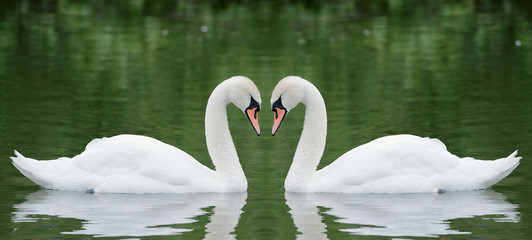 Two swans