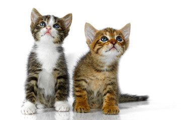 Kittens on a white background