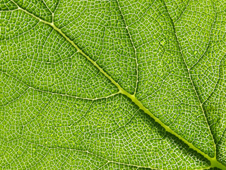 green leaf texture, photosynthesis