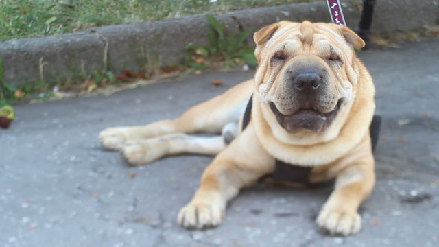 sharpei dog - taken with tilt-shift lens