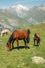 Fototapeta na wymiar Stada koni wypasu w francuskich Pirenejach