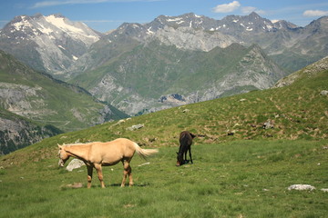 Fototapeta na wymiar dzikie konie w Pirenejach