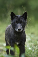 Black timber wolf (Canis lupus)