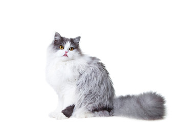 Licking persian cat sitting on isolated white background