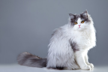 Persian cat sitting on grey background - 33742063