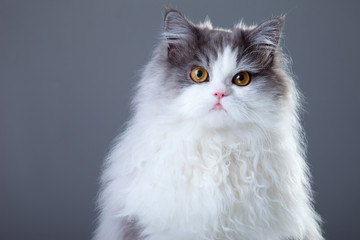 Gray and white persian cat on grey background