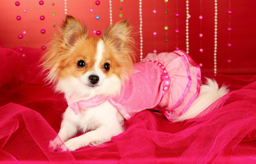 funny little dog in pink dress on red background