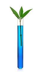 test tube and plant isolated on white