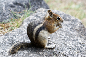 Naklejka na ściany i meble Rocky Mountain Chipmunk Eats A Nut