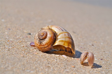 Shell at the East West of Thailand