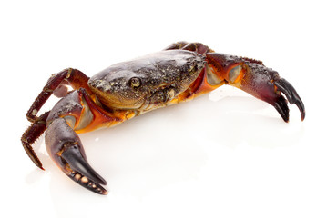 Crab isolated on white