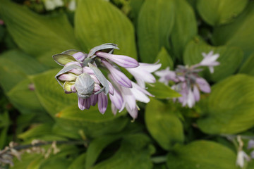 hosta