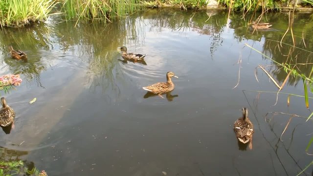 mare aux canards