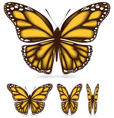 set of yellow butterfly isolated on white background