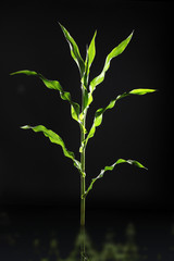 Mais Pflanze im dunklen Licht Nahaufnahme