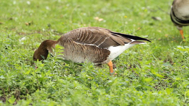goose on the green grass