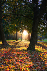 Autumn Park Scene