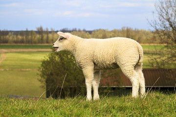 A darling newborn lamb, standing atop a dike in Holland, bleating softly, embodies the charm of rural life against the picturesque backdrop of countryside and lush pastures.