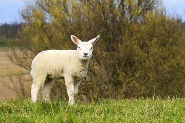 A cute lamb standing on a hill