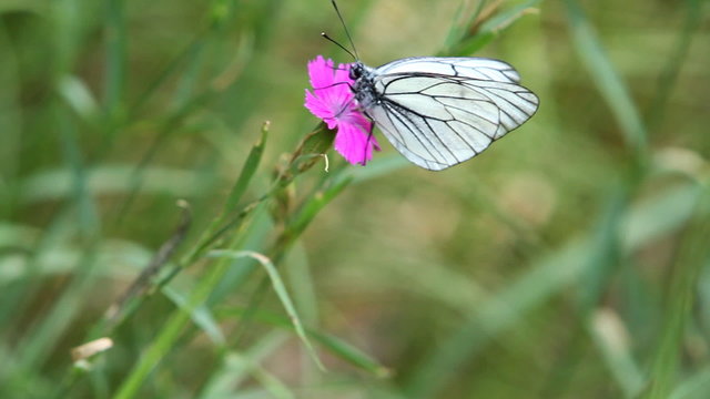 white, striped butterfly  sits on purple wild carnation