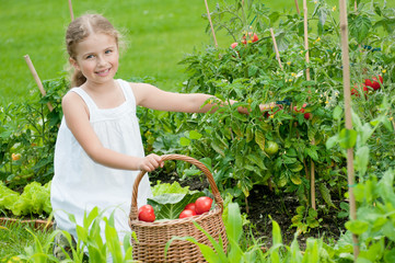 Vegetable garden - little girl picking ripe tomatoes