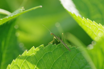 カマキリ