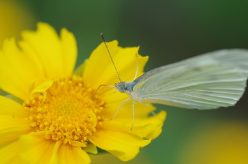 キバナコスモスとモンキチョウ
