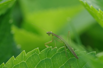 アジサイの葉の上のカマキリ