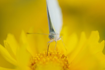 モンシロチョウ