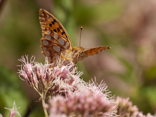 motyl © ANA2