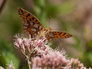 motyl © ANA2