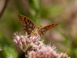 motyl © ANA2