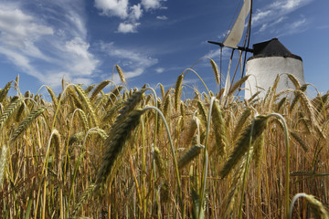 Epis de blé et moulin au vent