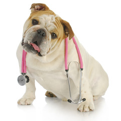 dog with stethoscope