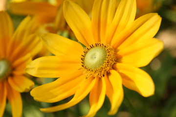 小さいヒマワリ