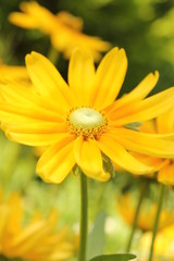 小さいヒマワリ