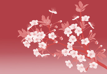 sakura flowers on pink illustration