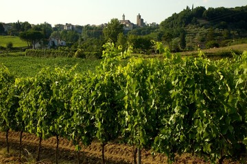Fototapeta na wymiar Wino i miasta Vinci