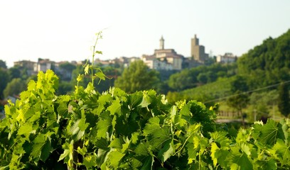 Vigneti di Vinci