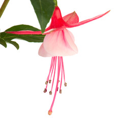 Fuchsia flower