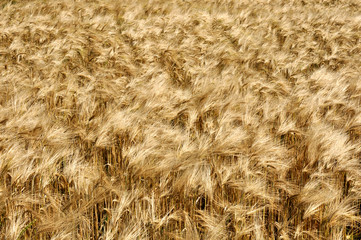 coup de vent dans un champ de céréales