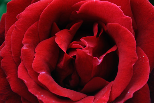 rosa rossa
