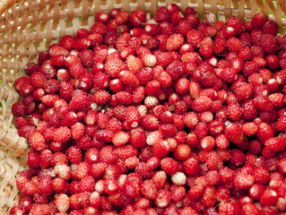 wild strawberries
