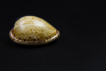 conch of beautiful shapes and colors on black background