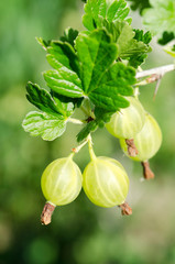 Obraz premium Gooseberry on a branch