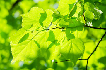 Spring leaves on a tree branch