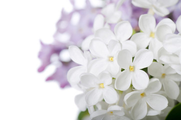 Beautiful lilac isolated on white background