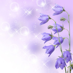 Naklejka na ściany i meble Beautiful blue flowers campanula